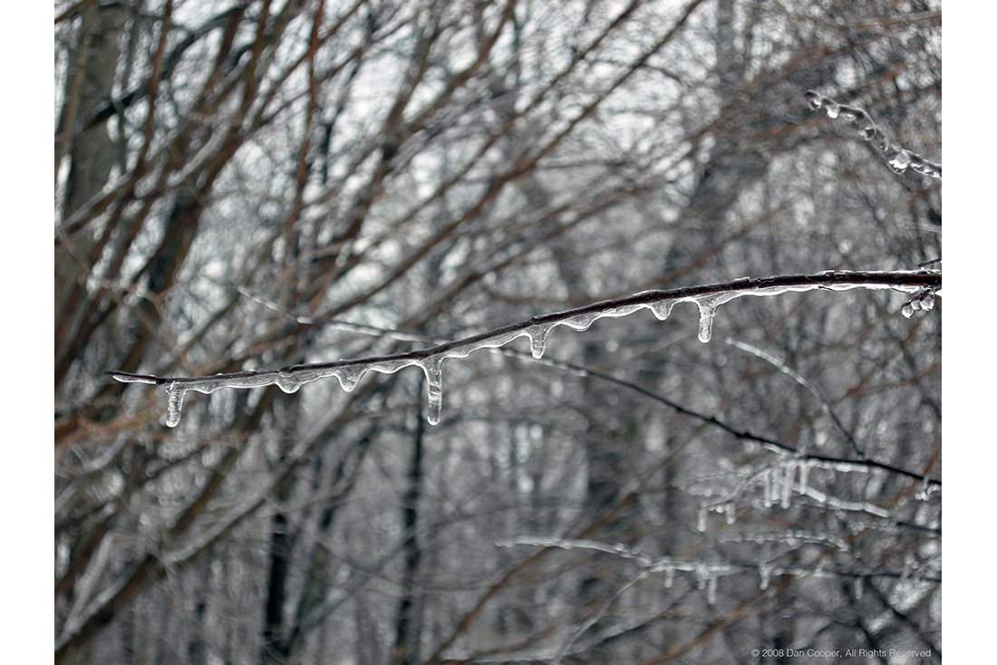 Ice Coated Tree Branch